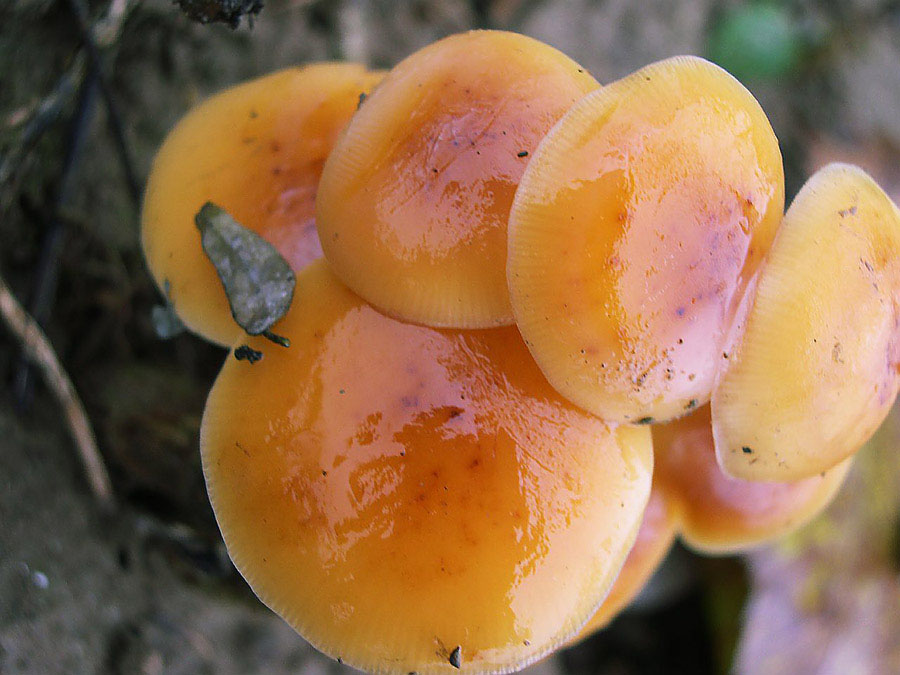 Flammulina velutipes.